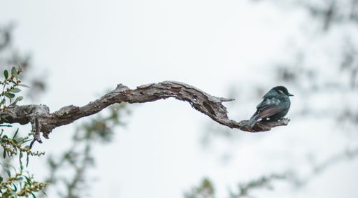 A closeup shot of a nuthatch bird sitting on a branch over a blurry background