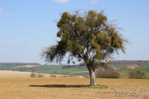 a single tree overgrown with mistletoe stands in a field in a hilly landscape.