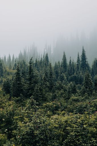 A vertical shot of the beautiful forest with green coniferous trees covered in mist.