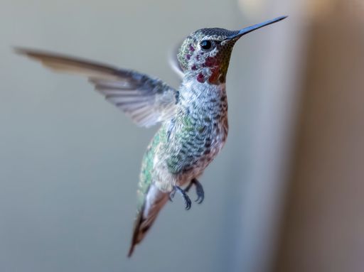 A selective focus shot of hummingbird in flight