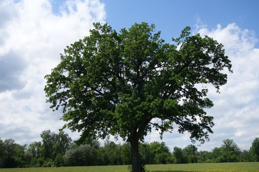 A big Quercus tree in a middle of a green field under a beautiful sky