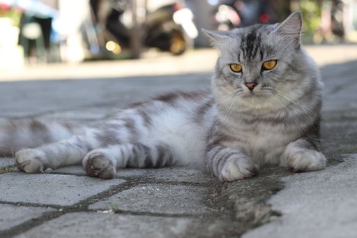 A closeup of a British Longhair cat lying outdoors