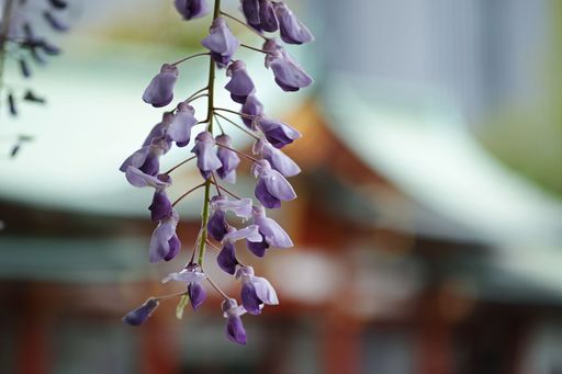 A closeup shot of blooming purple Wisteria flowers isolated in blurred background