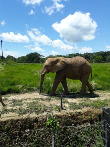 The giant gray and cute elephant walking on the ground