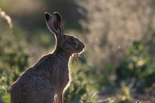 A close-up shot of a hare in the grass in the sunset