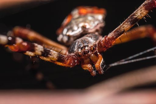 A closeup shot of a brown spider's face with several eyes and long legs building a web