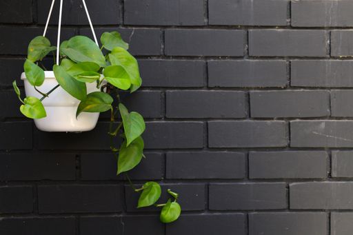 A closeup of green hanging pot plants inside against a dark wall