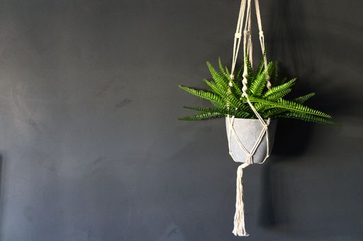 A Green hanging pot plants inside against a dark wall