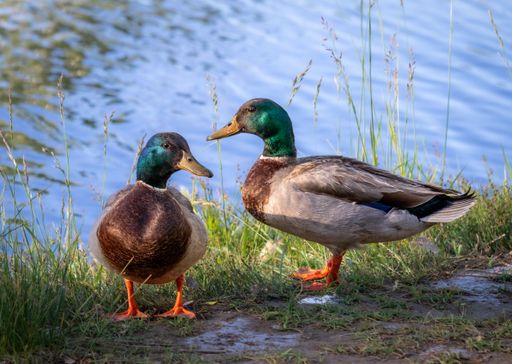 A Close up of two Rouen Ducks next to Fain Lake at Fain Park in Prescott Valley, Arizona