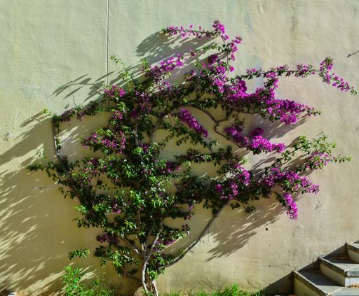 A closeup shot of beautiful purple flowers growing on a concrete wall