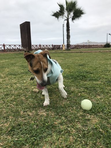 A beautiful Jack russell terrier dog is happy and tired of being playing with his ball in the park.