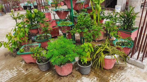 A shot of various types of plants in their pots