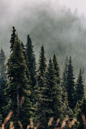 A vertical shot of a coniferous forest during mist in Pacific Northwest