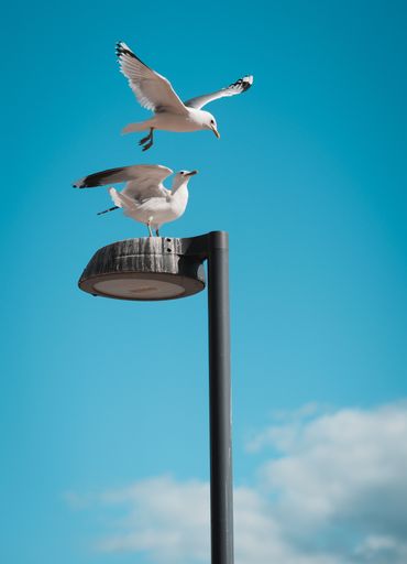 A vertical shot of two seagulls fighting for a spot on the lantern