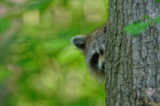 An adorable shy raccoon hiding behind a tree trunk