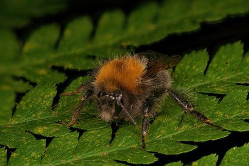 A closeup shot of a Tree Bumblebee