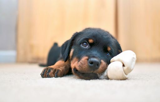An adorable Rottweiler puppy looking up while chewing on white toy on the carpet