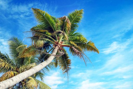 A low-angle shot of a coconut tree against a blue sky in Kerala, India
