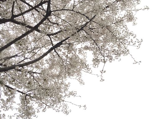 Beautiful cherry blossoms on a tree against the light sky background, South Korea