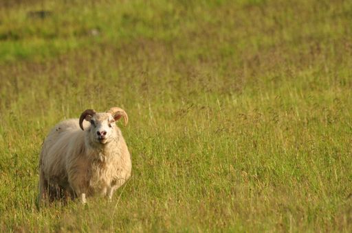 A close-up shot of a lonely Icelandic sheep grazing in a tall meadow landscape in Iceland