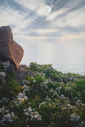 A vertical shot of white flowers on a seaside cliff