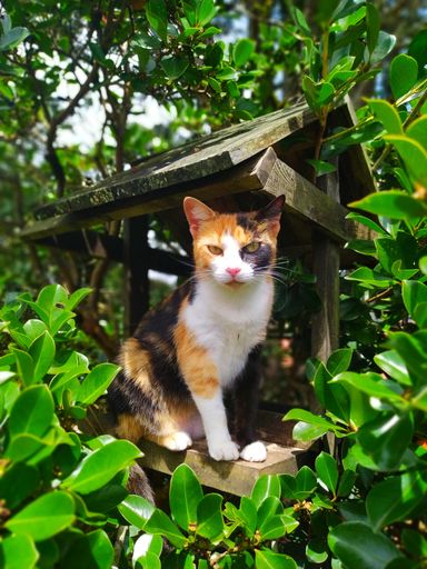 A shallow focus shot of a wild cat covered in orange, black and white marks