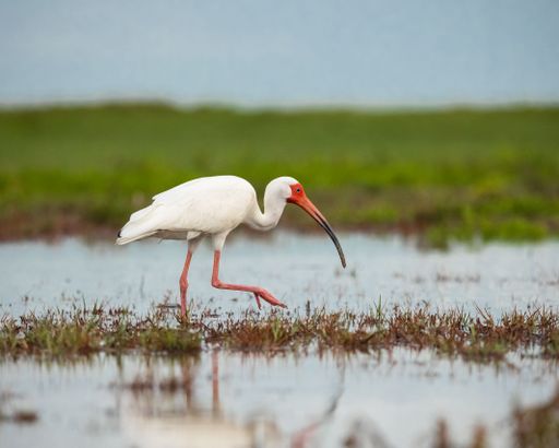 A selective focus of a juvenile white Ibis walking on grass with a blurred background