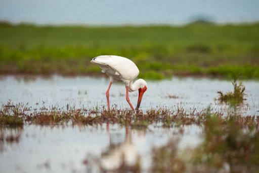 A selective focus of a juvenile white Ibis walking on grass with a blurred background