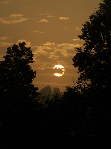A  golden sunset over the trees