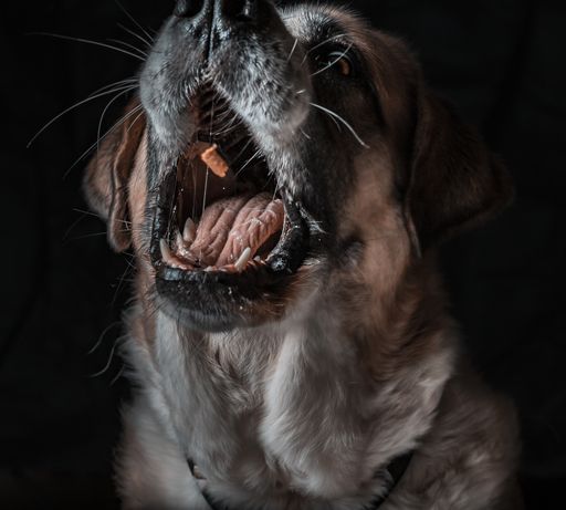 A closeup shot of a cute yawning St. Bernard dog with a black background