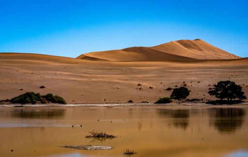 A scenic view of trees growing near a pool of water with sand dunes on blue sky background