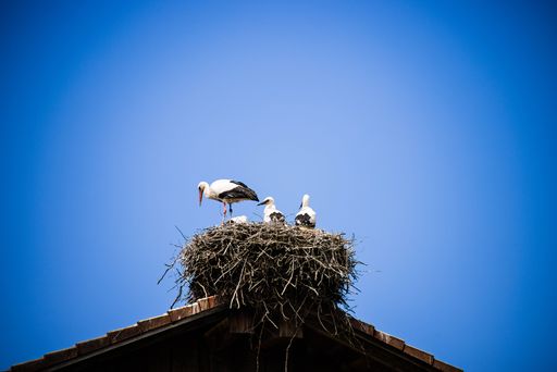 A low angle of storks standing on their nest on a house roof in blue sky background