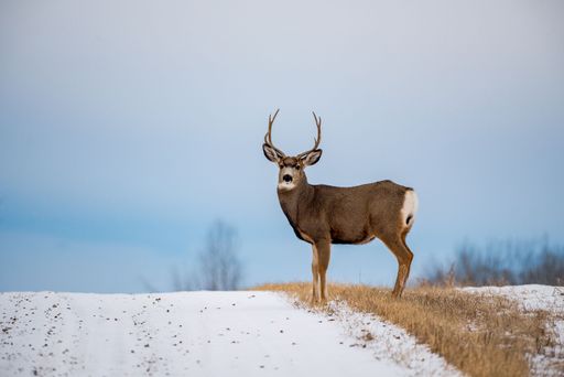 A beautiful view of a buck standing on a snowy field.