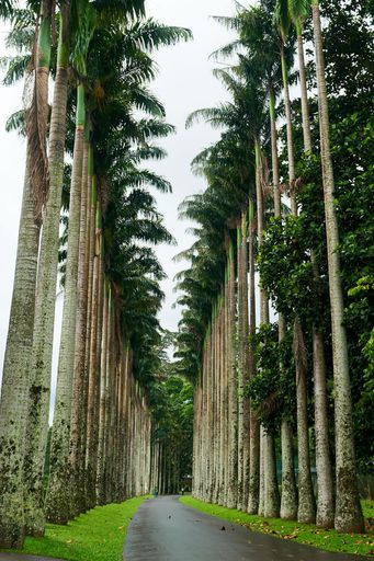 A vertical shot of a narrow road between palm trees on a rainy day