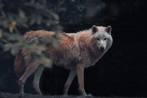 A closeup of an arctic wolf (Canis lupus arctos)