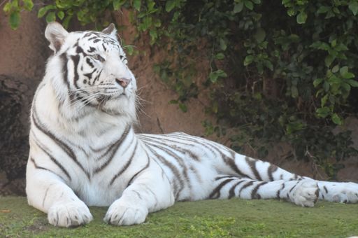 Rare Black and White Striped Adult Tiger