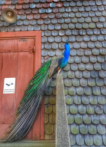 A view of a beautiful peacock in front of an old building