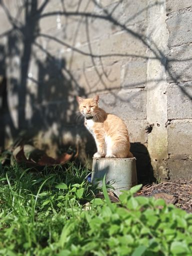 A vertical shot of a ginger cat near the wall