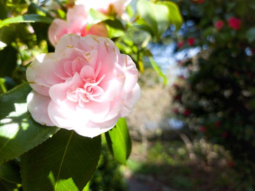A closeup of a beautiful Japanese camellia flower growing in a garden