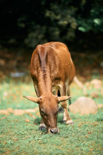 A vertical shot of a brown cow, Bos taurus, pasturing in a field