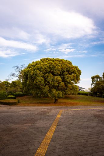 A vertical shot of a great lush tree in the center against the blue cloudy sky