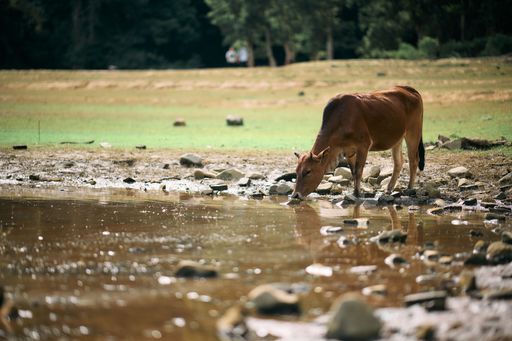 A cattle drinking from a lake