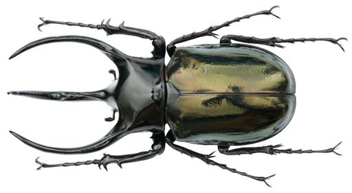 Insect collection of rhinoceros beetles specimen isolated on white background photoed by macro lens