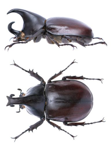 Insect collection of rhinoceros beetles specimen isolated on white background photoed by macro lens