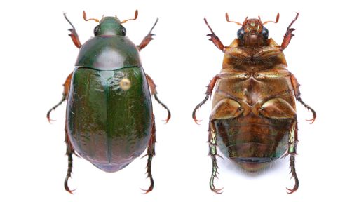Collection of beautiful jewel scarbs specimen.