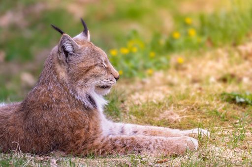 A side view of a Eurasian lynx on a meadow