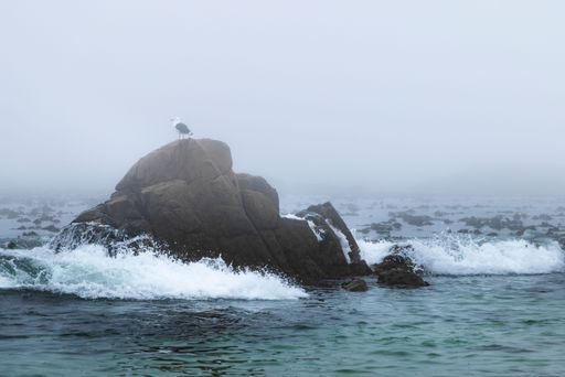 A seagull siting on a rock in the fog