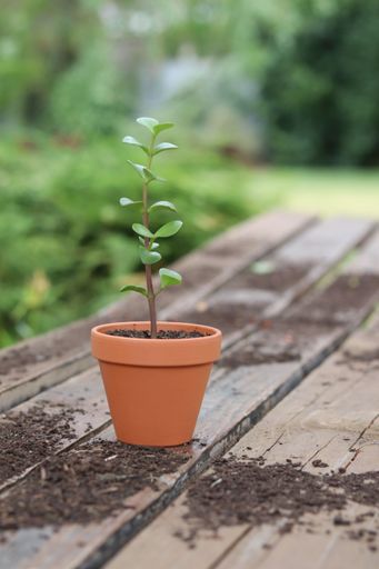 A closeup shot of feijoa sprout in a flowerpot on a wooden board