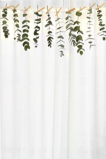 A vertical shot of Eucalyptus String leaves in front of white draping