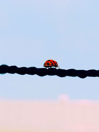 A beautiful tiny coccinella walking on a rope in the air